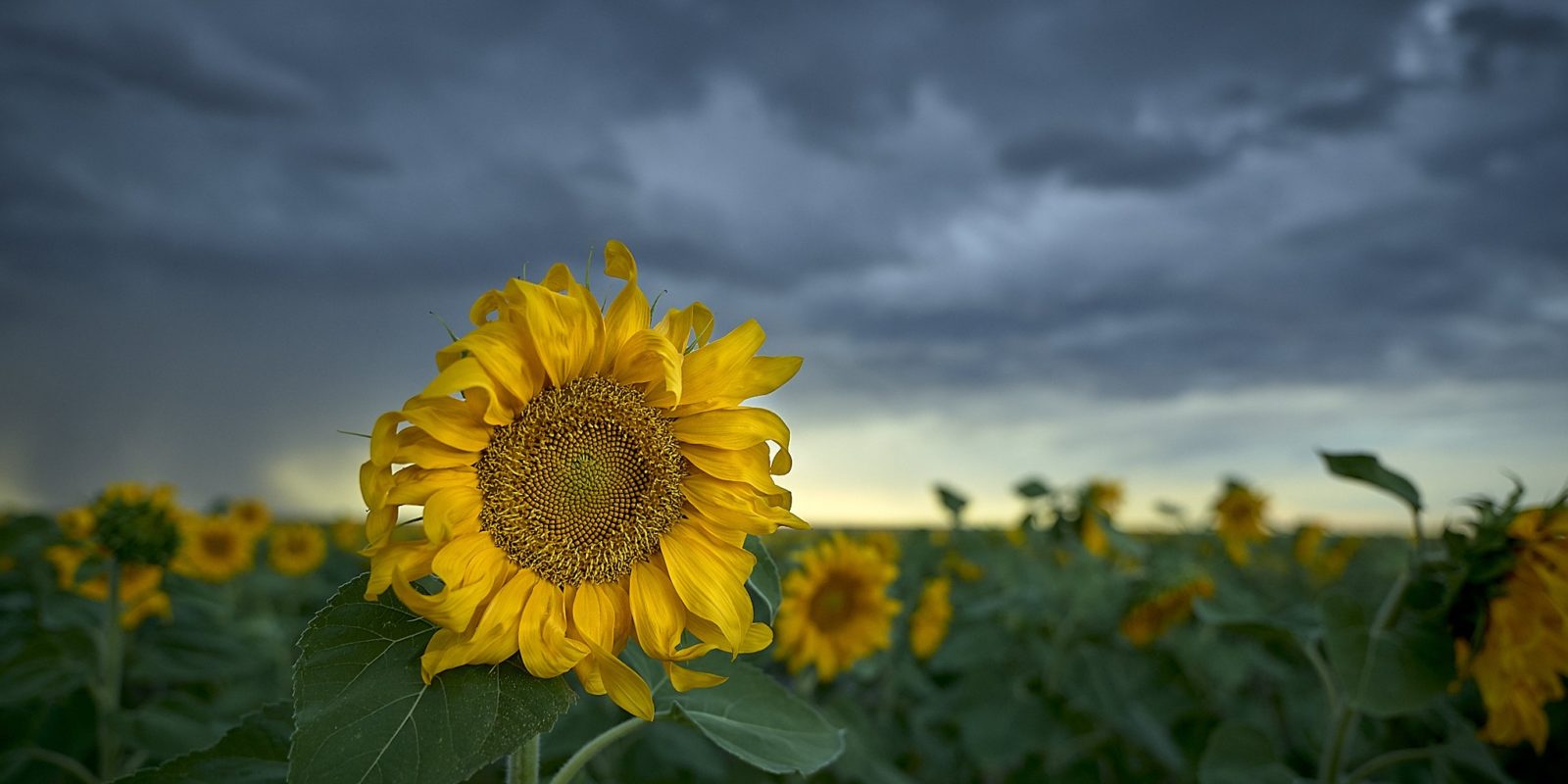 Sunflowers, national flower of Ukraine (Copyright: Larry Goodwin/Flickr.com)